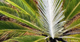 5 manieren om zich te ontdoen van Sago Palm Scale