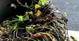 Pothos-wortelrot: oorzaken en preventie