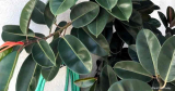 Hoe en wanneer rubberboomplanten water te geven?