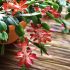 Pothos-wortelrot: oorzaken en preventie