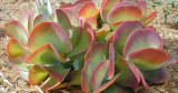 Hoe Flapjacks Kalanchoë Thyrsiflora te kweken?